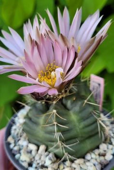 Echinocereus knippelianus